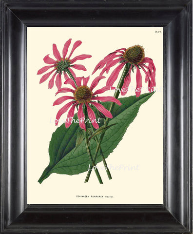 BOTANICAL PRINT WITTE  Botanical Art Print 18 Beautiful Pink Echinacea Antique Flower Spring Garden Herb Summer Wall Home Decor to Frame