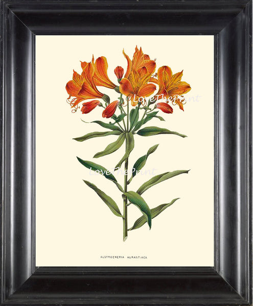 BOTANICAL PRINT WITTE  Botanical Art Print 23 Peruvian Lily Beautiful Orange Flower Spring Garden Summer Nature Wall Art