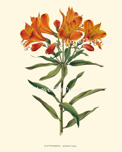 BOTANICAL PRINT WITTE  Botanical Art Print 23 Peruvian Lily Beautiful Orange Flower Spring Garden Summer Nature Wall Art