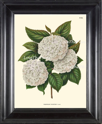 BOTANICAL PRINT WITTE  Botanical Art Print 21 Beautiful White Hydrangea Antique Large Flower Spring Garden Summer Home Decor to Frame