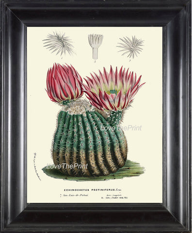 BOTANICAL PRINT HOUTTE  Art Print 95 Beautiful Pink Cactus Blooming Flower Tropical Garden Nature Home Wall Decor Illustration to Frame