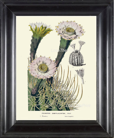 BOTANICAL PRINT HOUTTE  Art Print 213 Beautiful White Cactus Blooming Flower Tropical Garden Nature Home Wall Decor Picture to Frame