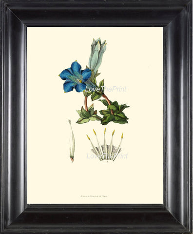 BOTANICAL PRINT Clarke Flower  Botanical Art Print 2 Beautiful Antique Blue Stemless Gentian Flower Spring Garden Home Decor to Frame