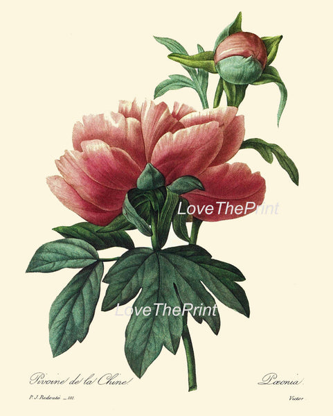 BOTANICAL PRINT Redoute Flower  Botanical Art Print 26 Beautiful Large Red Pink Peony Plant Garden Nature to Frame Home Room Decor
