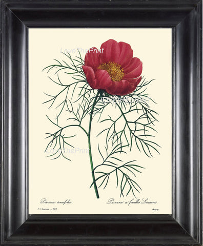 BOTANICAL PRINT Redoute Flower  Botanical Art Print 39 Beautiful Large Peony Antique Flower Room Wall Decoration Illustration Decor