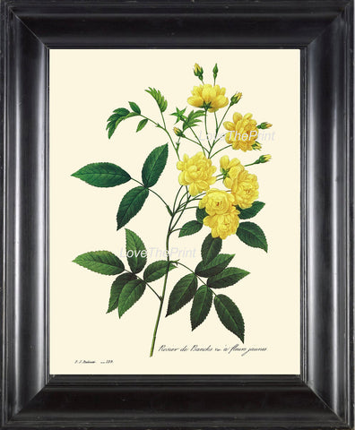 BOTANICAL PRINT Redoute Flower  Botanical Art Print 43 Beautiful Yellow Rose Flower Plant Spring Summer Antique Garden to Frame Decor