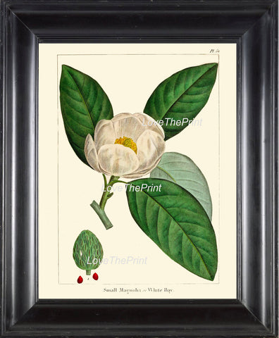 BOTANICAL PRINT Redoute  Art Print 318 Beautiful White Magnolia Tree Antique Flower Beautiful Landscaping Nature Room Decor to Frame