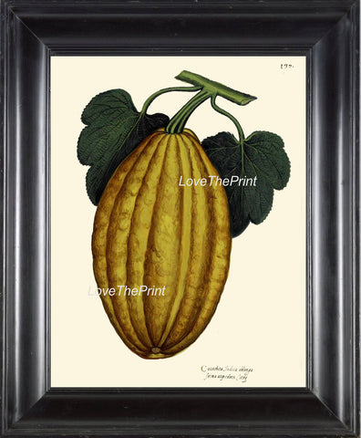 ITALIAN VEGETABLE Garden Aldrovandi  Botanical Art Print 12 Antique Beautiful Gourd Squash Plant Home Decoration