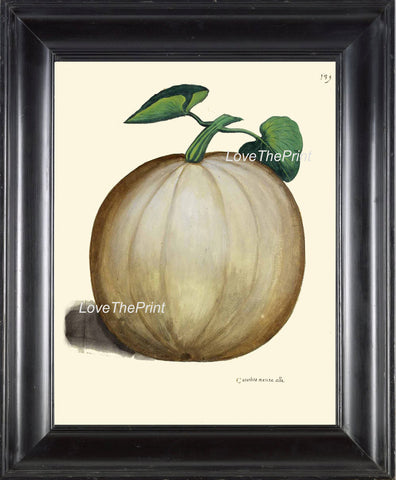 ITALIAN VEGETABLE Garden Aldrovandi  Botanical Art Print 15 Antique Beautiful Large Winter Squash Plant Fall Garden Home Decor to Frame