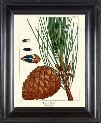 BOTANICAL PRINT Redoute  Art Print 328 Beautiful Stone Pine Pinecone Tree Branch Fall Winter Christmas Forest Nature Home Wall Decor