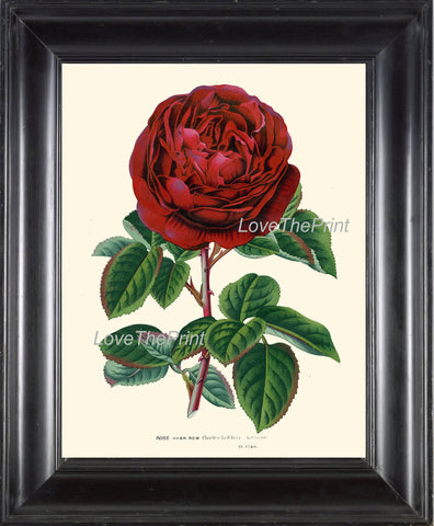 BOTANICAL PRINT HOUTTE  Art 133 Beautiful Large Red Rose Charles Lefebvre French Country Provencal Shabby Chic Home Wall Decor to Frame