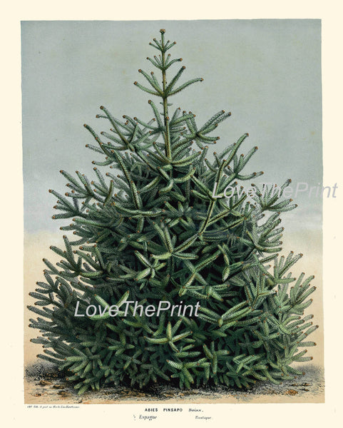 BOTANICAL PRINT HOUTTE  Art 83 Beautiful Large Green Spanish Fir PineTree Winter Christmas Forest Nature Home Room Wall Decor to Frame