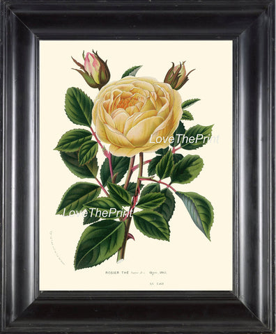 BOTANICAL PRINT HOUTTE  Art 142 Beautiful Large Golden Yellow Rose Rosebud Spring Summer Country Garden Cottage Bedroom Home Decor