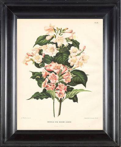 BOTANICAL PRINT Wendel  Art 47 Beautiful Weigela Pink White Antique Flowers Spring Summer Garden Plant to Frame Home Wall Room Decor