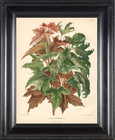 BOTANICAL PRINT Wendel  Art 10 Beautiful Norway Maple Fall Tree Branch Leaves Forest Nature Antique Illustration to Frame Home Decor