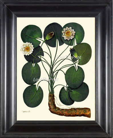 ITALIAN Waterlily Print Aldrovandi  Art 44 Botanical Antique Beautiful Rooted White Water Lily Flower Plant Green Leaves Home Nature