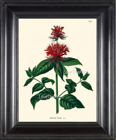 BOTANICAL PRINT WITTE  Art 43 Antique Red Crimson Scarlet Beebalm  M0onarda Oswego Tea Bergamot Red Flower Wildflower Nature Home Decor