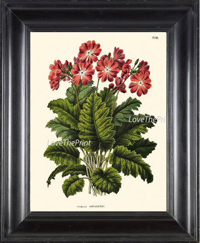 BOTANICAL PRINT WITTE  Art 33 Primula Pink Red Garden Nature Flower Gift Illustration Antique Writing Ivory Background Living Room Decor