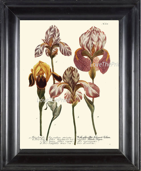 BOTANICAL PRINT  Art W9 Beautiful Antique Pink Iris Flowers Spring Summer Garden Plant Chart Vintage Home Room Wall Decor Decoration