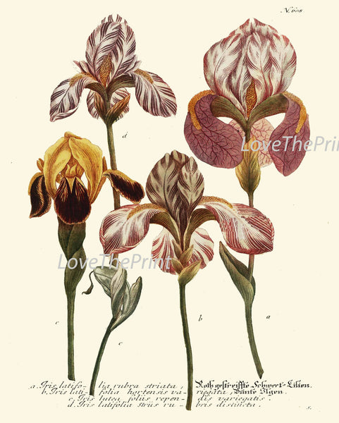 BOTANICAL PRINT  Art W9 Beautiful Antique Pink Iris Flowers Spring Summer Garden Plant Chart Vintage Home Room Wall Decor Decoration