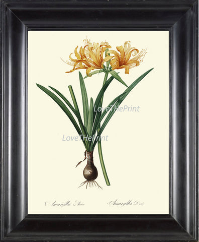 BOTANICAL PRINT Redoute Flower  Art 74 Beautiful Golden Yellow Amaryllis Plant Tropical Garden Nature Antique Writing Home Decor