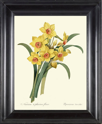 BOTANICAL PRINT Redoute Flower  Art Print 488 Beautiful Yellow Narcissus Spring Garden Plant Nature to Frame Wall Decor Interior Desing