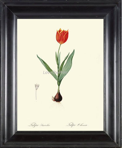 BOTANICAL PRINT Redoute Flower  Art Print 88 Beautiful Antique Red Tulip Bulb Spring Garden Plant Illustration to Frame Home Wall Decor