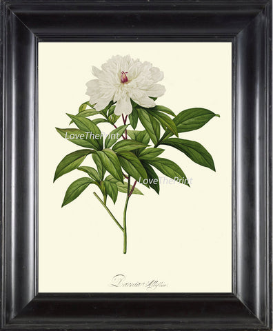 BOTANICAL PRINT Redoute Flower  Art Print 441 Beautiful Antique White Peony Botany Garden Nature Illustration Wall Home Decor to Frame