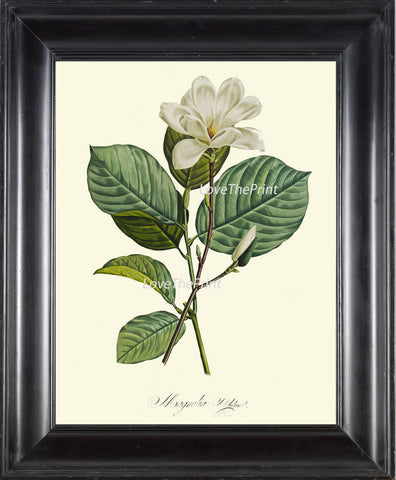 BOTANICAL PRINT Redoute Flower  Art Print 436 Beautiful Antique White Magnolia Spring Summer Plant Illustration Home Interior Design