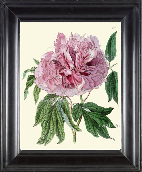 BOTANICAL PRINT HOUTTE  Art Print 121 Beautiful Large Pink Peony Flower Spring Summer Nature Flowers Garden Home Wall Decor