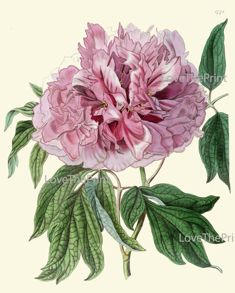 BOTANICAL PRINT HOUTTE  Art Print 121 Beautiful Large Pink Peony Flower Spring Summer Nature Flowers Garden Home Wall Decor