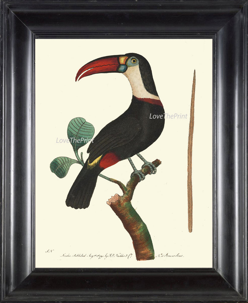 Toucan & Papaya - The Art of Botanical & Bird Illustration [Book]